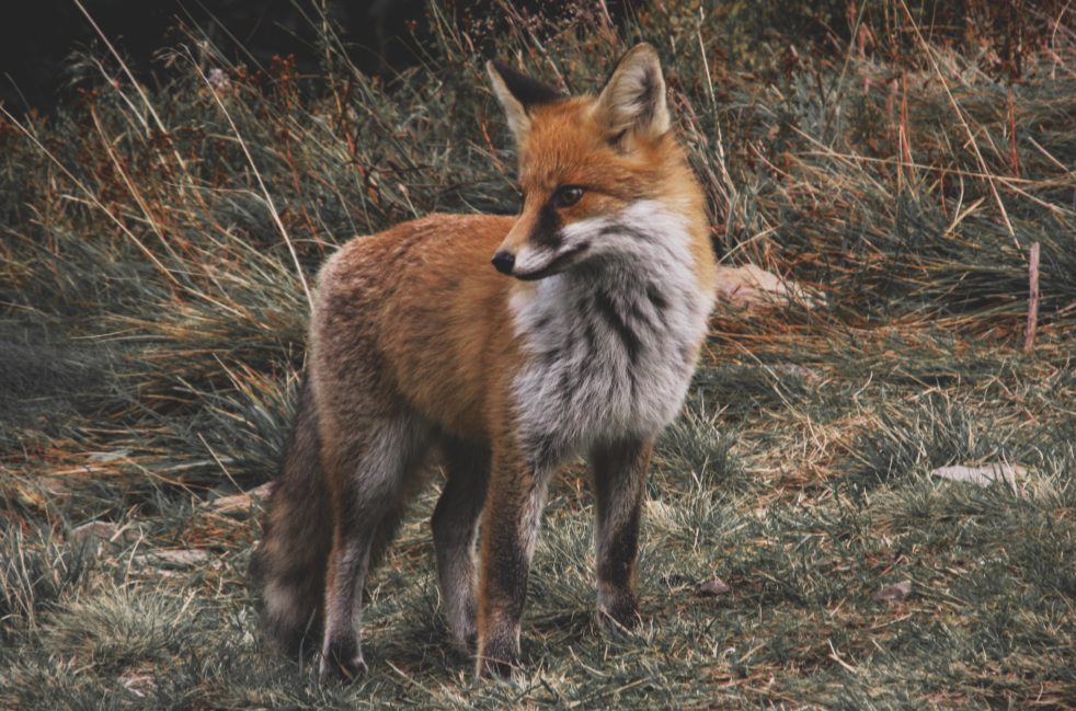 Rotfuchs in freier Wildbahn