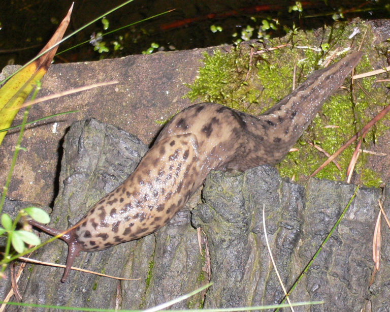Tigerschnegel Hübscher Nützling im Garten Naturschutz Ehningen